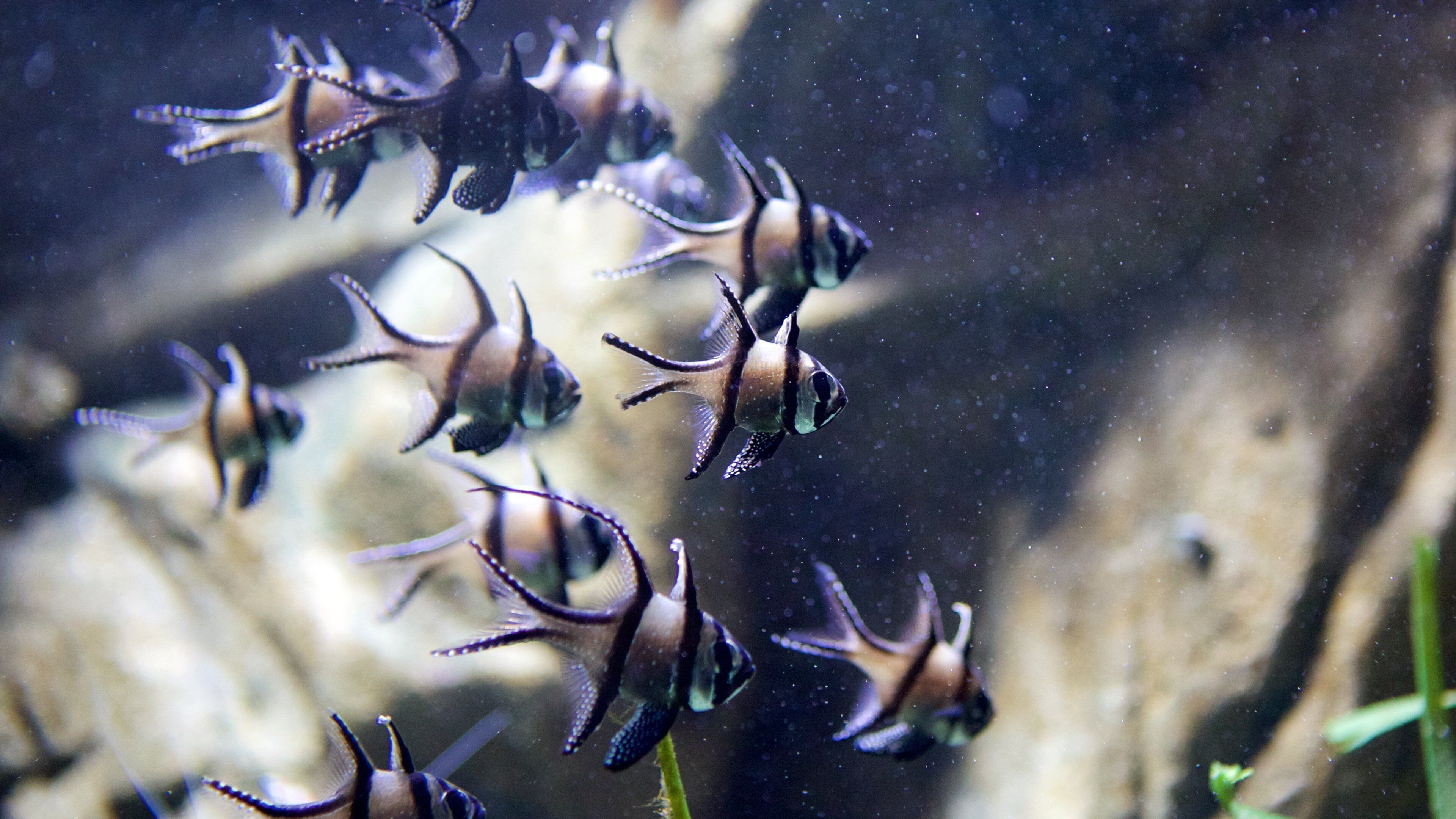 Blue Reef Aquarium inclusief zeedieren