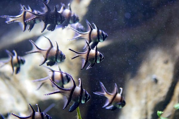 Blue Reef Aquarium montrant vie marine