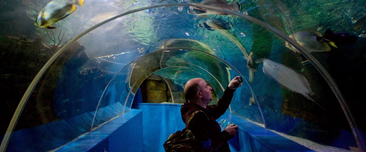 Blue Reef Aquarium which includes marine life as well as an individual male