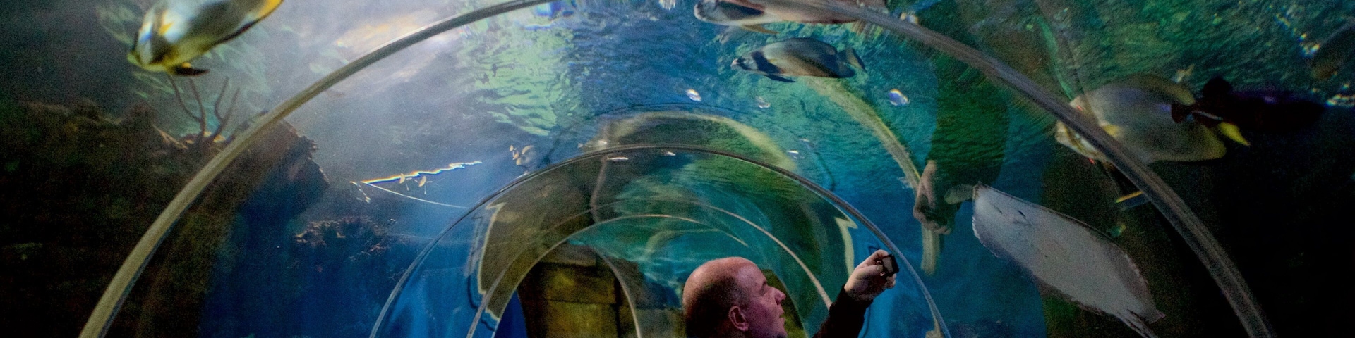 Blue Reef Aquarium que inclui vida marinha assim como um homem sozinho