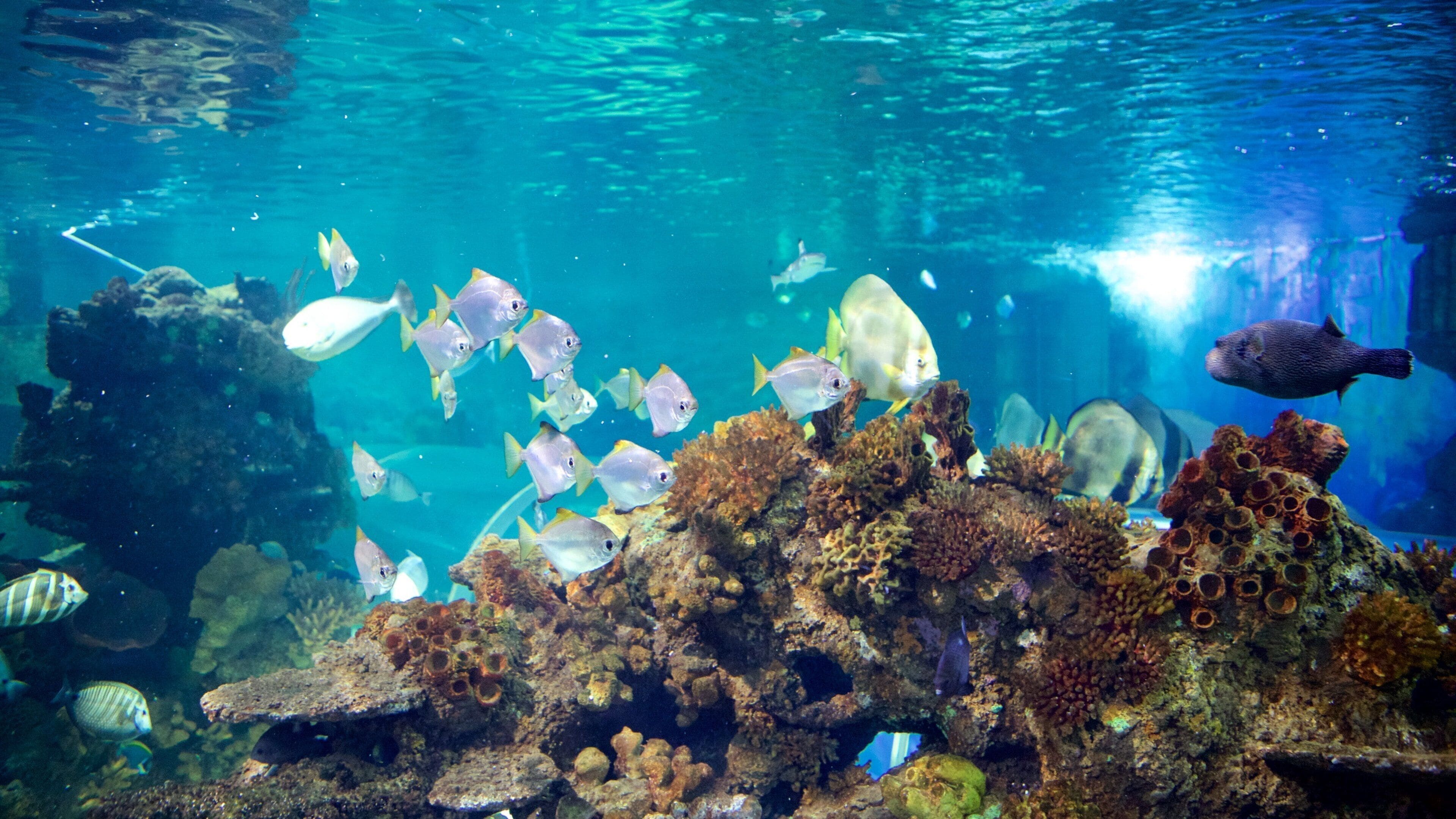 Blue Reef Aquarium mettant en vedette vie marine