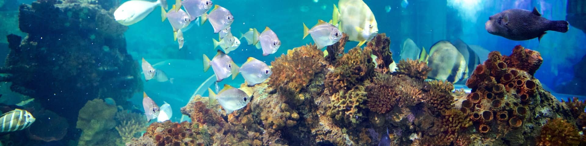 Blue Reef Aquarium featuring marine life