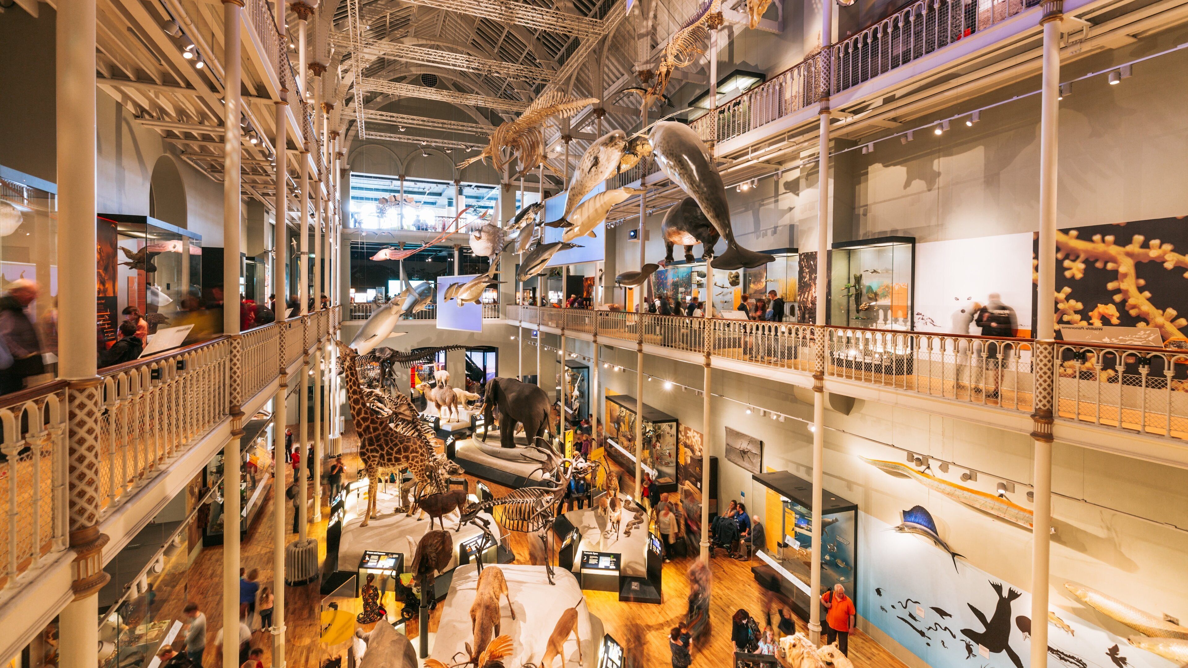 National Museum of Scotland which includes interior views