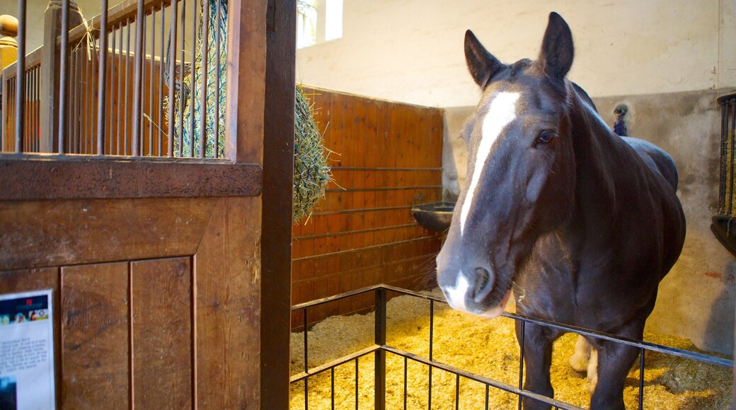Audley End House featuring interior views and land animals