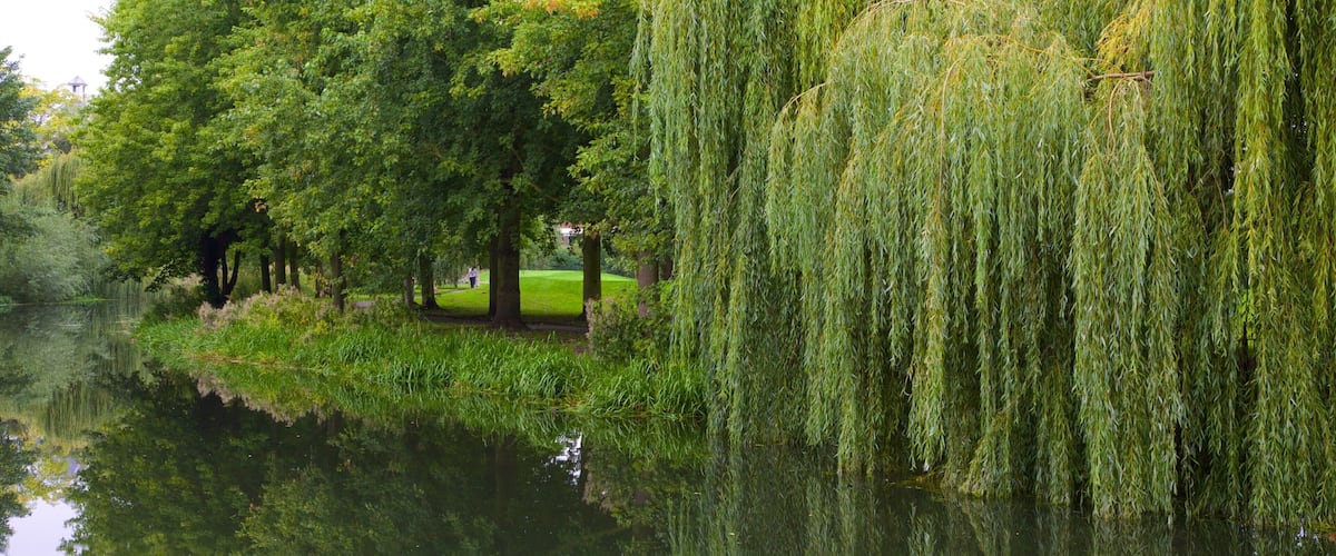 Parc du Château de Colchester mettant en vedette mare et jardin
