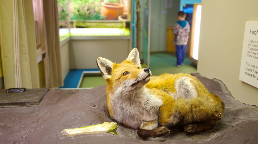 Musée d\'histoire naturelle de Colchester