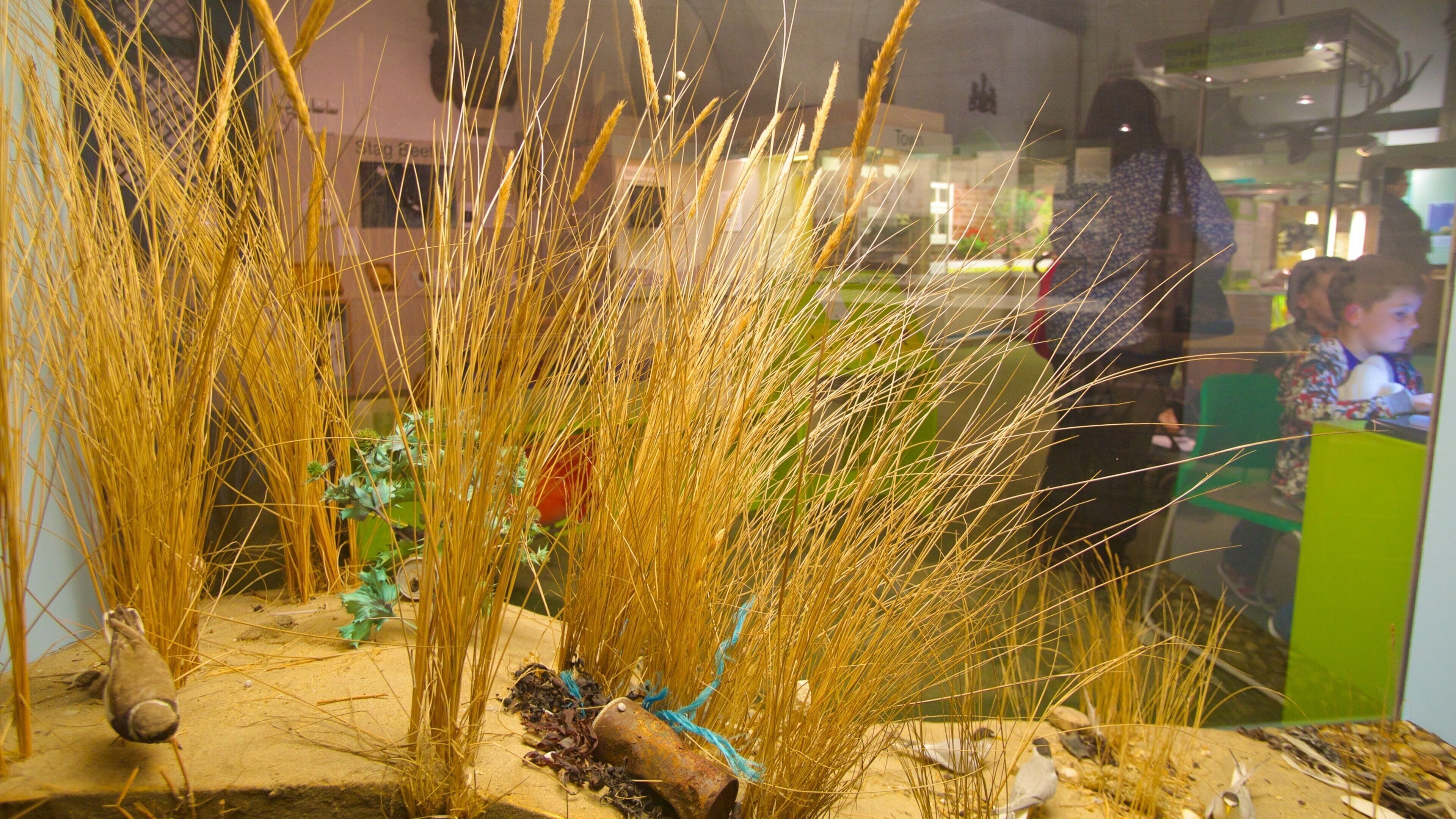 Colchester Natural History Museum som inkluderer innendørs