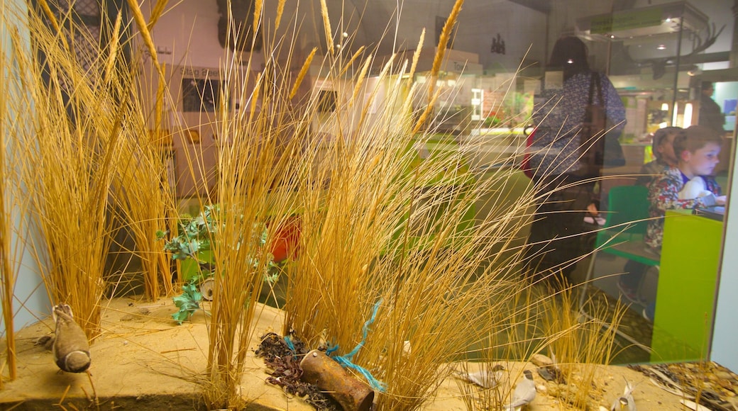 Colchester Natural History Museum som inkluderer innendørs