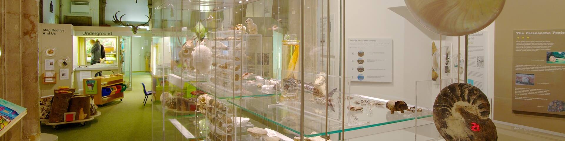 Colchester Natural History Museum which includes interior views