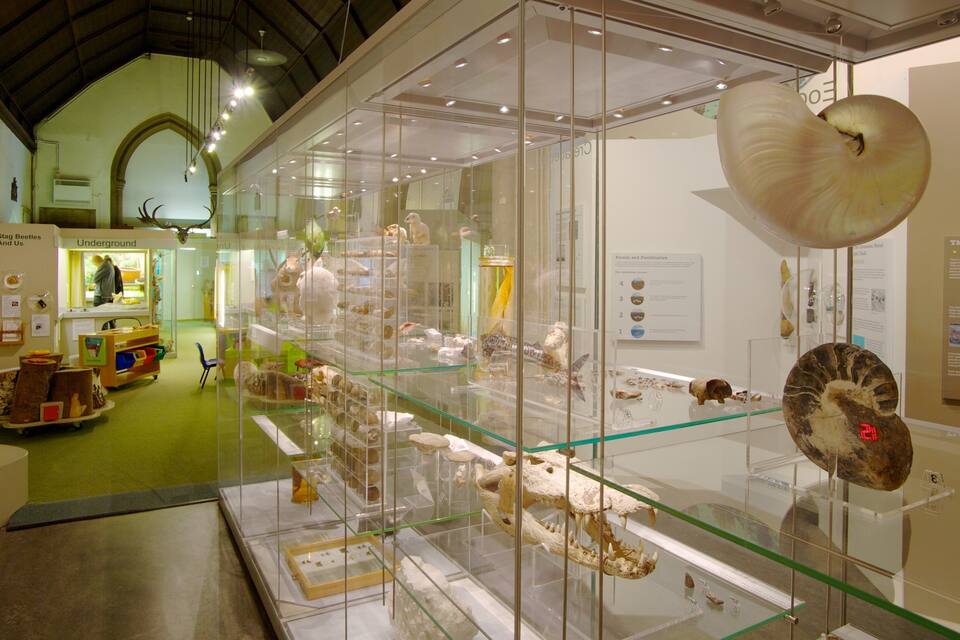 A museum exhibit with glass display cases containing fossils and skeletons.