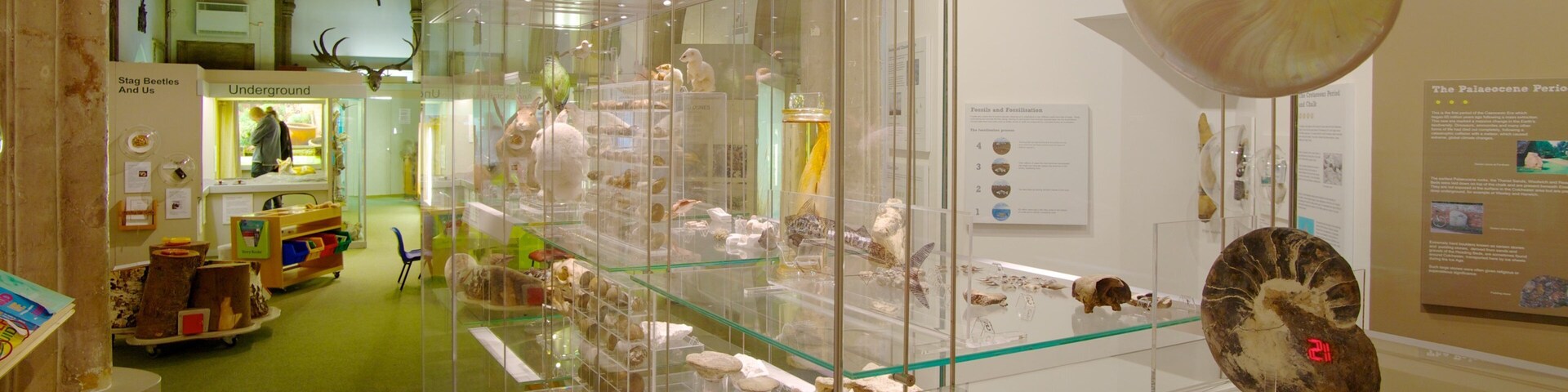 Bảo tàng Lịch sử Tự nhiên Colchester trong đó bao gồm cảnh nội thất