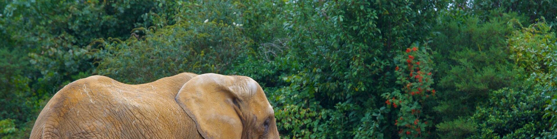 Colchester Zoo showing land animals and zoo animals