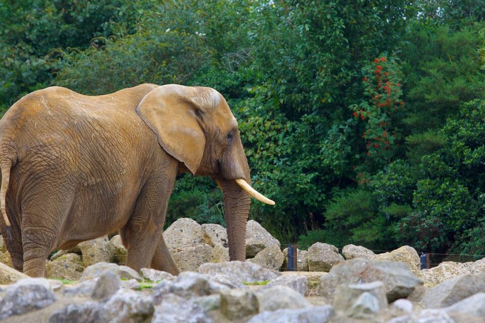 Um elefante caminhando sobre terreno rochoso, com vegetação verde densa ao fundo.
