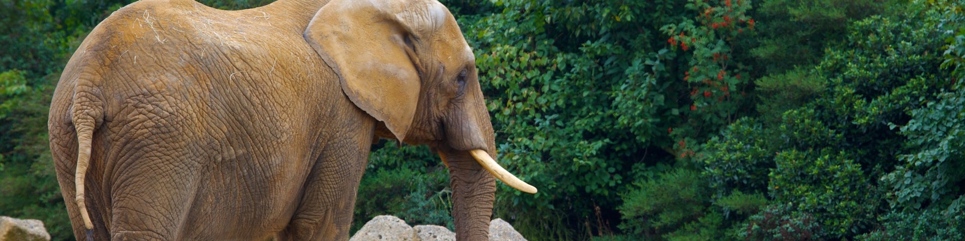 Colchester Zoo mostrando animais terrestres e animais de zoológico