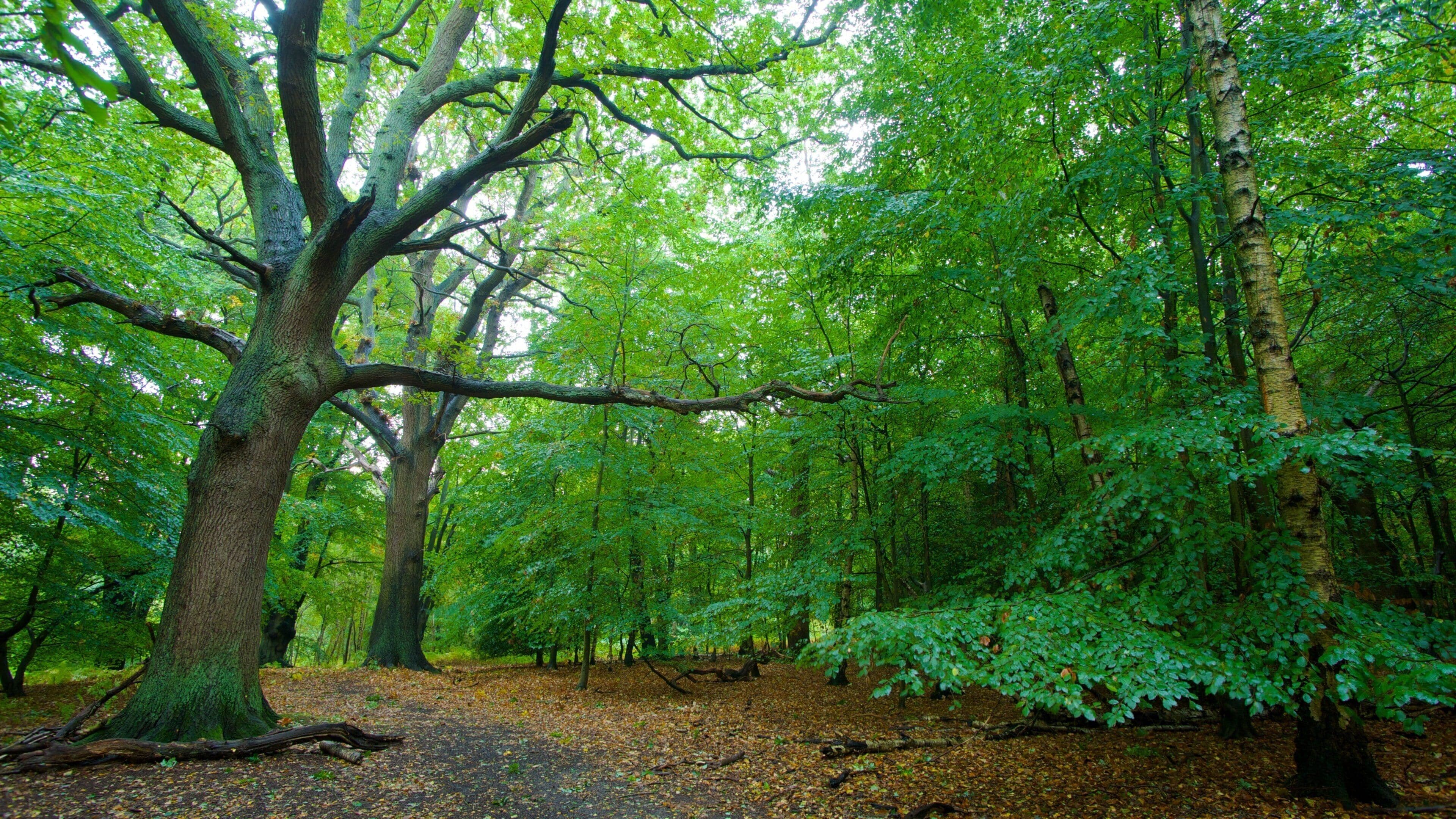 A dense forest with a large tree in the foreground and a path covered with fallen leaves.