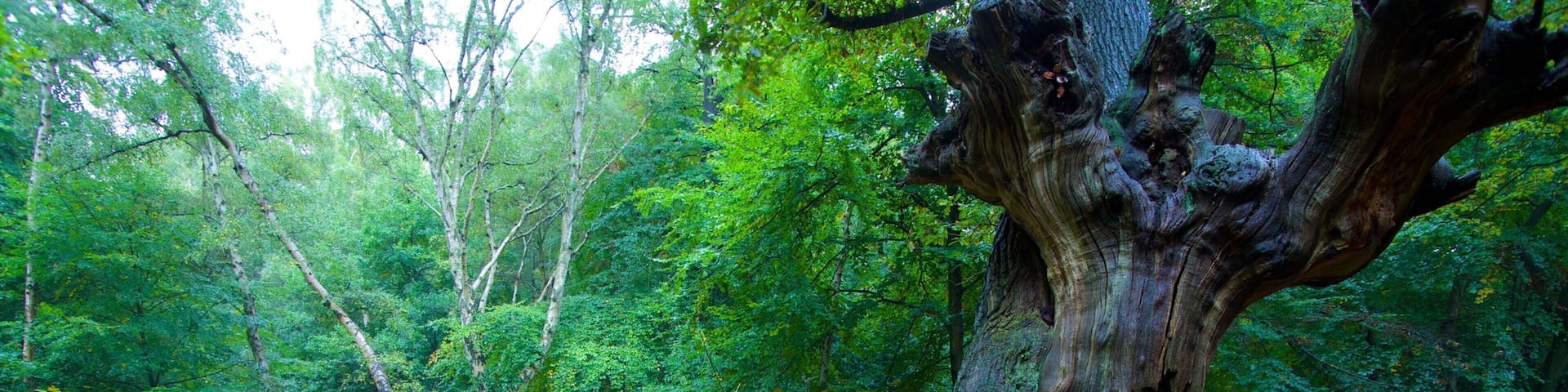 A forest with a large, moss-covered tree trunk, ferns, and fallen leaves.