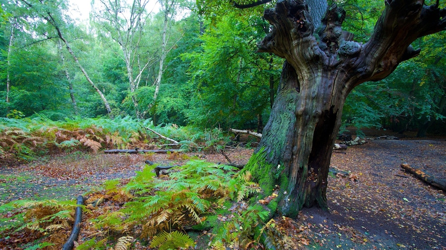 Un bosque con un tronco de árbol grande cubierto de musgo, helechos y hojas caídas.