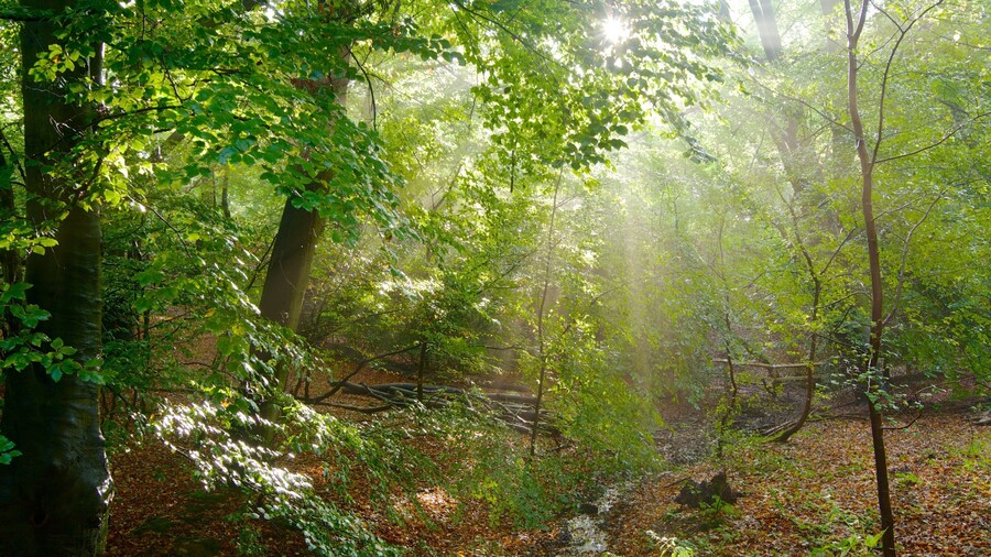 Epping Skov som viser efterårsfarver og skovområder