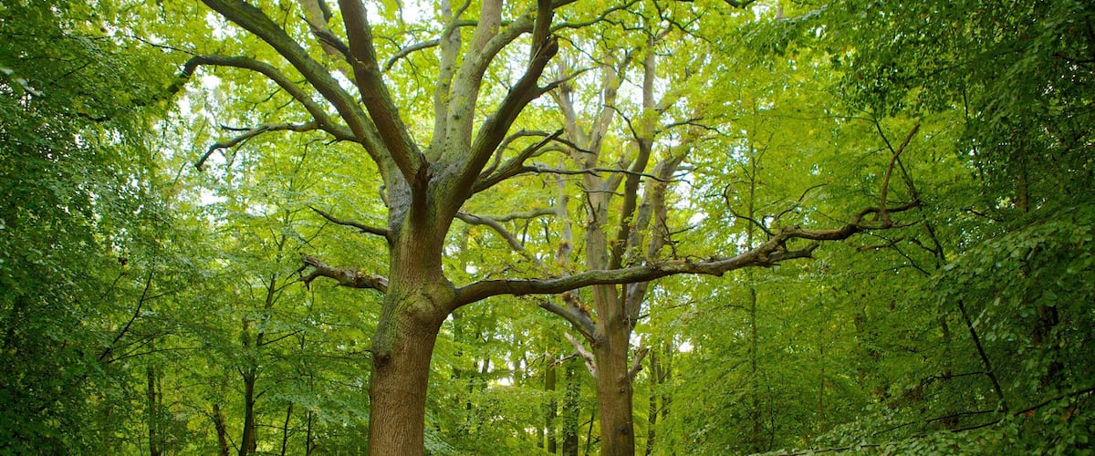 Epping Forest which includes forest scenes and autumn leaves