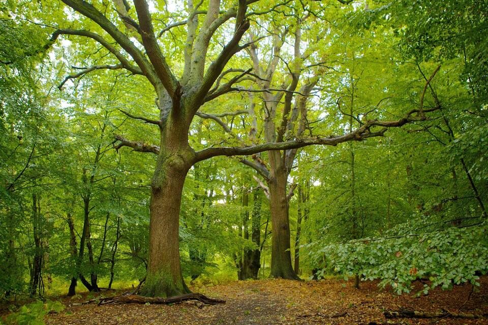 Uma floresta densa com uma árvore grande no centro.