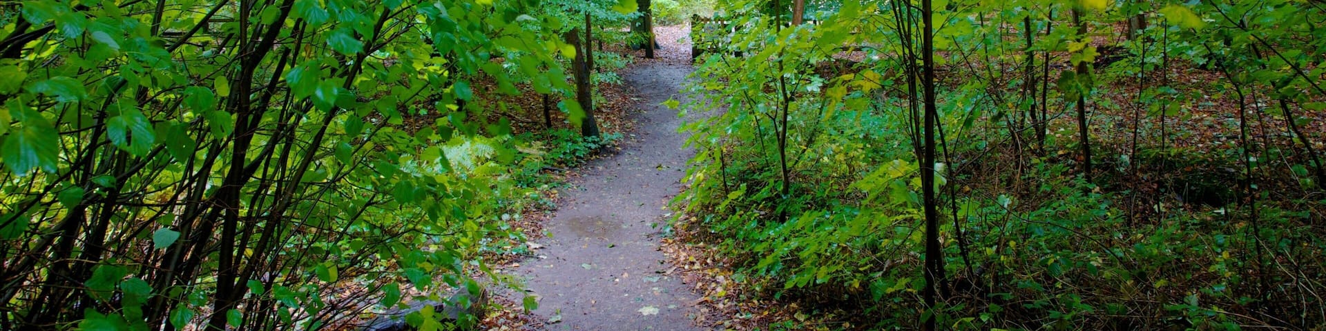 A forest path surrounded by dense green foliage.