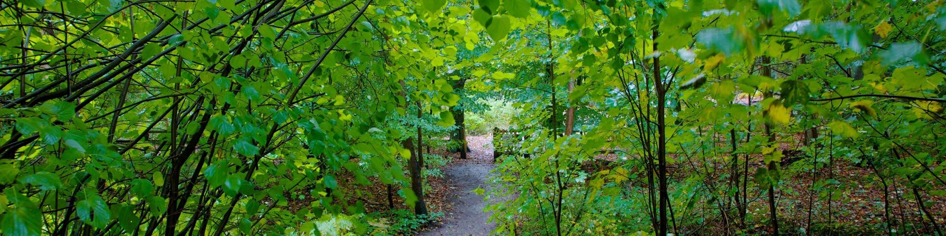 Un sendero en un bosque rodeado de frondosa vegetación verde.