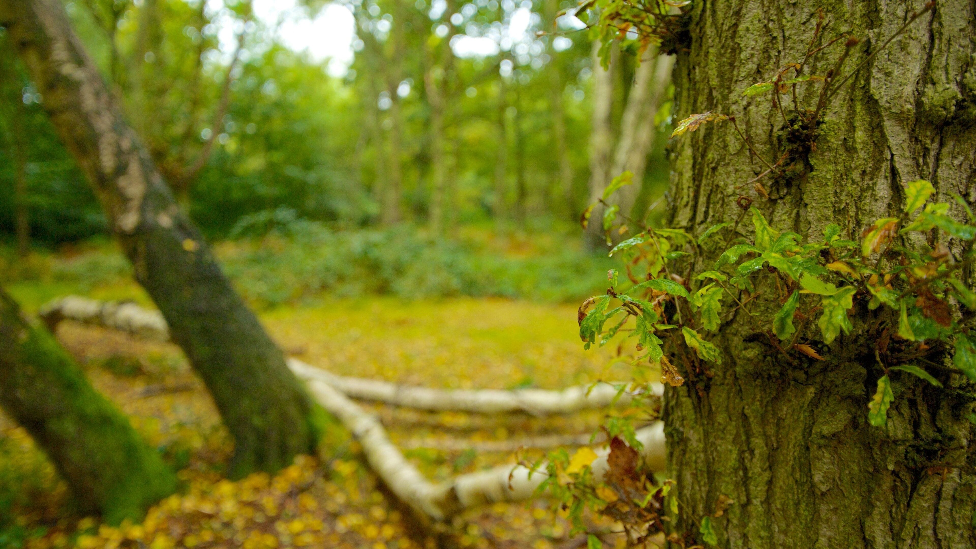 Epping Forest featuring autumn leaves and forest scenes