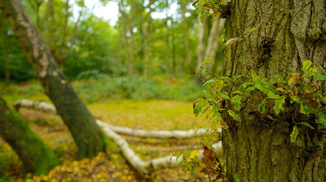 Epping Forest featuring autumn leaves and forest scenes