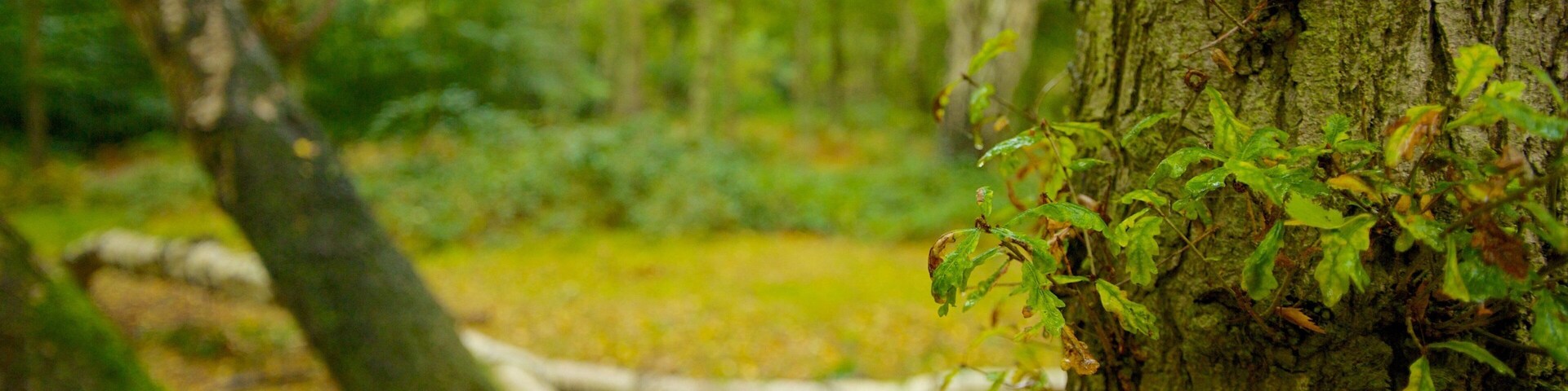 Epping Forest featuring autumn leaves and forest scenes