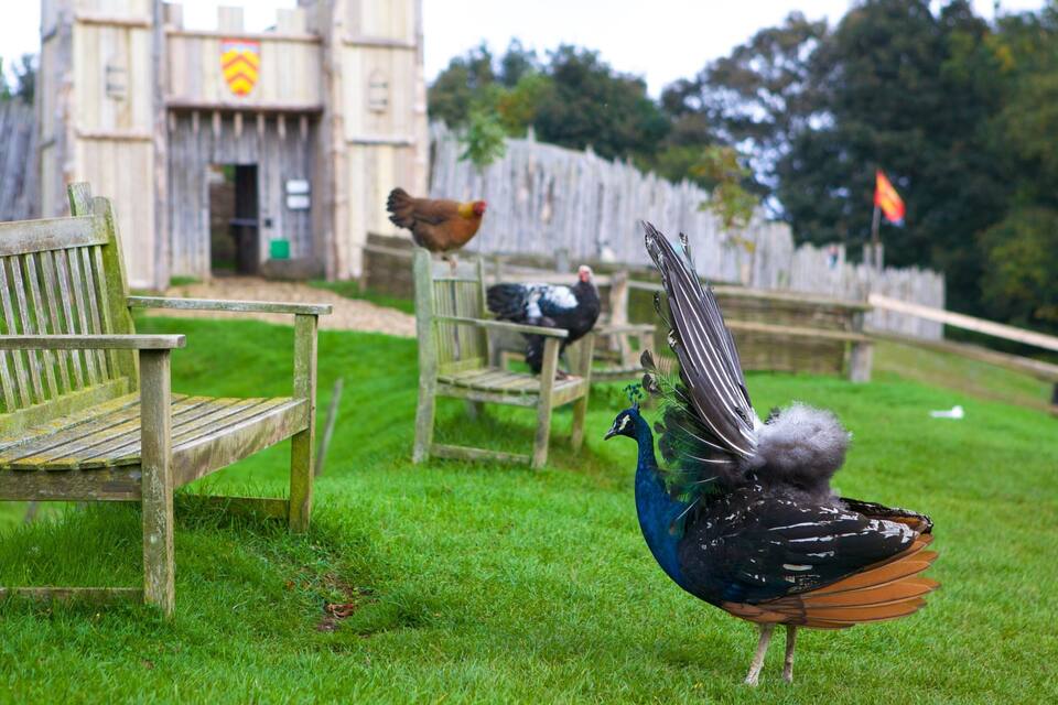 A peacock with a blue head and black body, a wooden bench, and a wooden fence in a park.