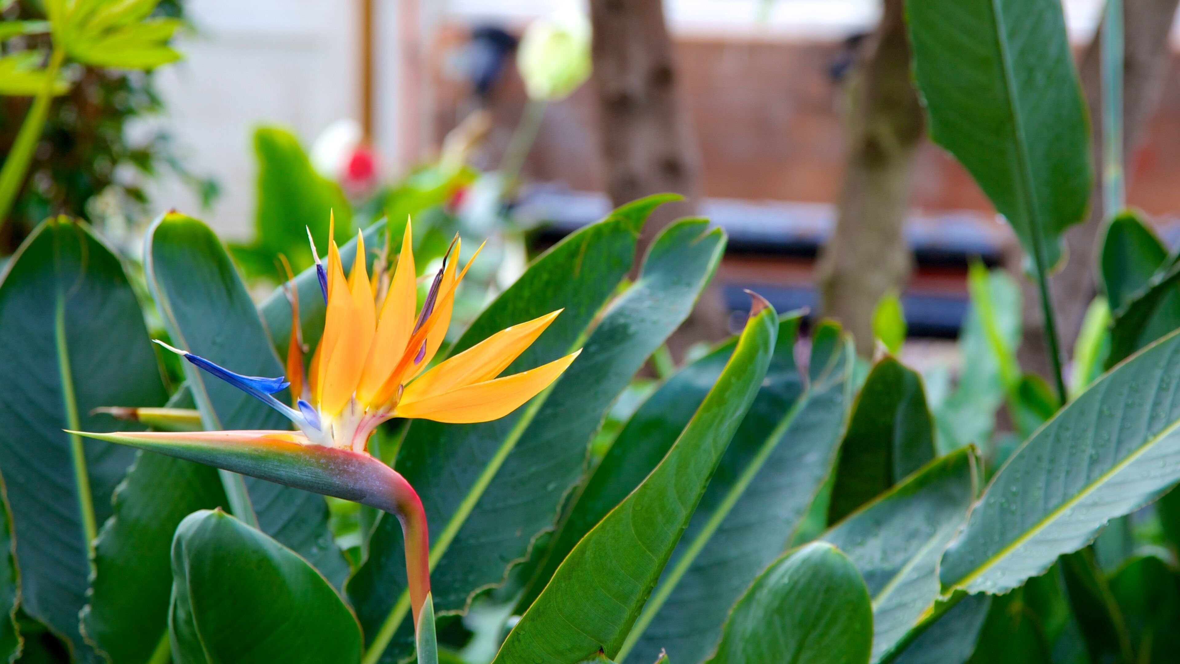 People\'s Palace & Winter Gardens mostrando fiori