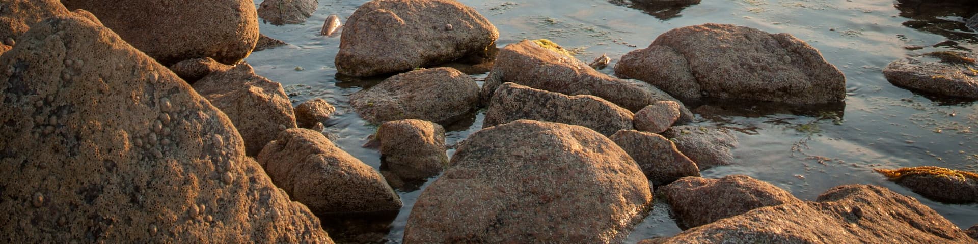 La Corbiere Lighthouse at sunset on Jersey in the Channel Islands, in the English Channel.