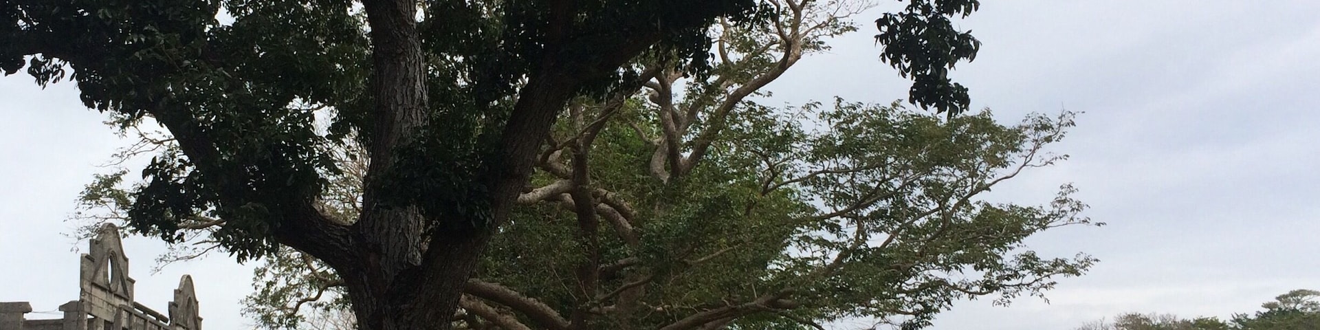 'We can learn a lot from trees; they're always grounded, but never stop reaching heavenward.' - Everett Mamor 
Listening to Heroes of David B. #wecanbeheroes #heroes #givetheearthsomelove