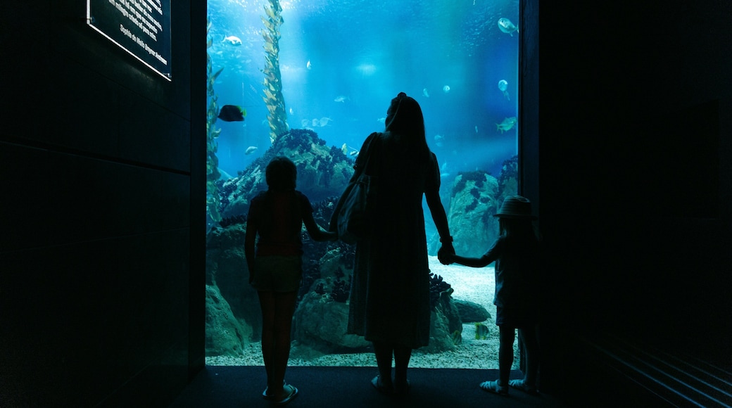 Lisbon Oceanarium featuring marine life as well as a small group of people
