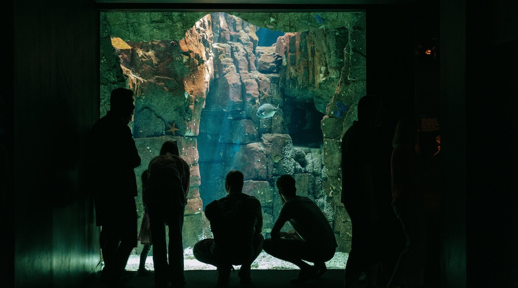Lisbon Oceanarium featuring interior views and marine life as well as a small group of people