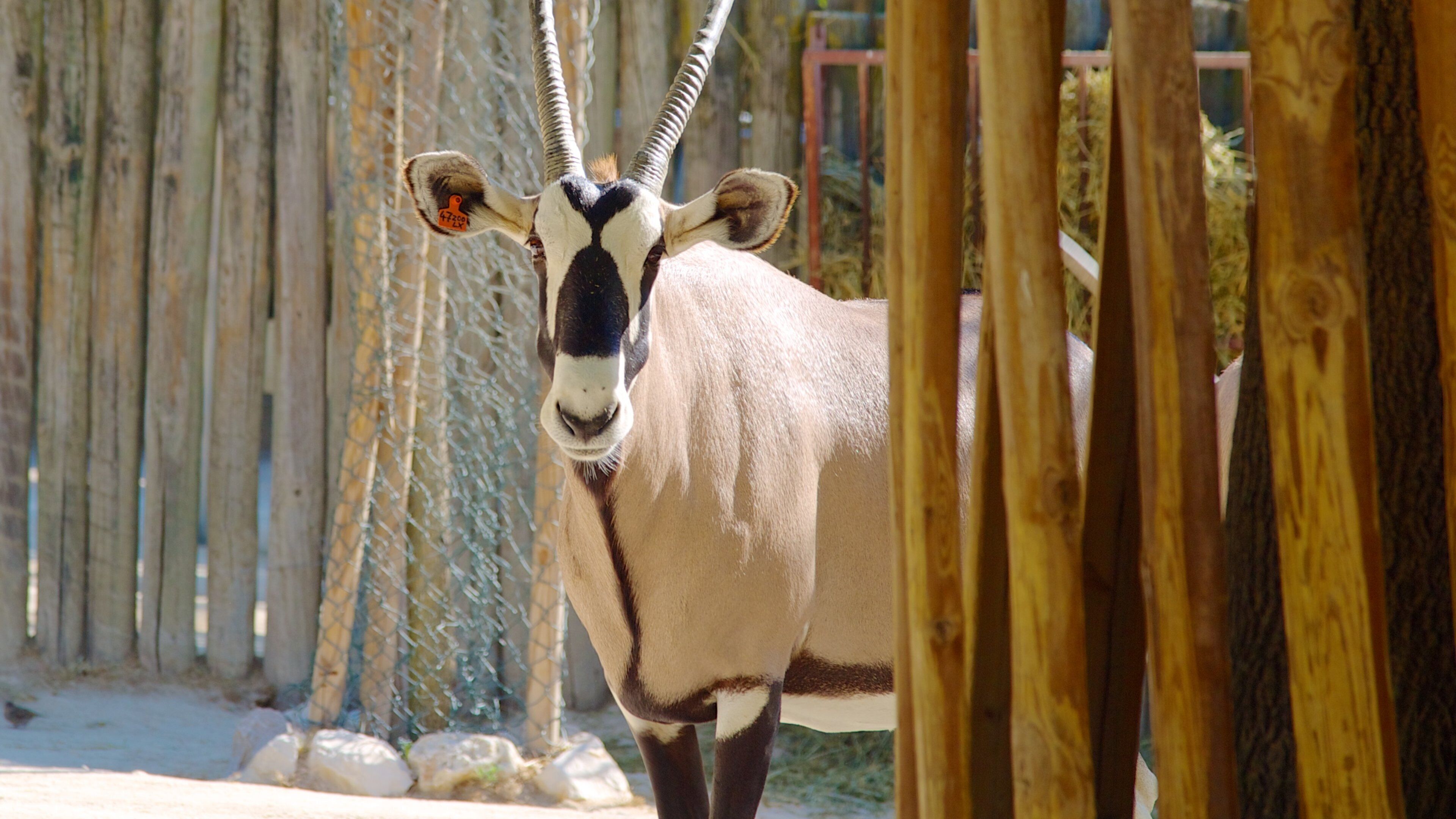 Lisbon Zoo featuring zoo animals and land animals