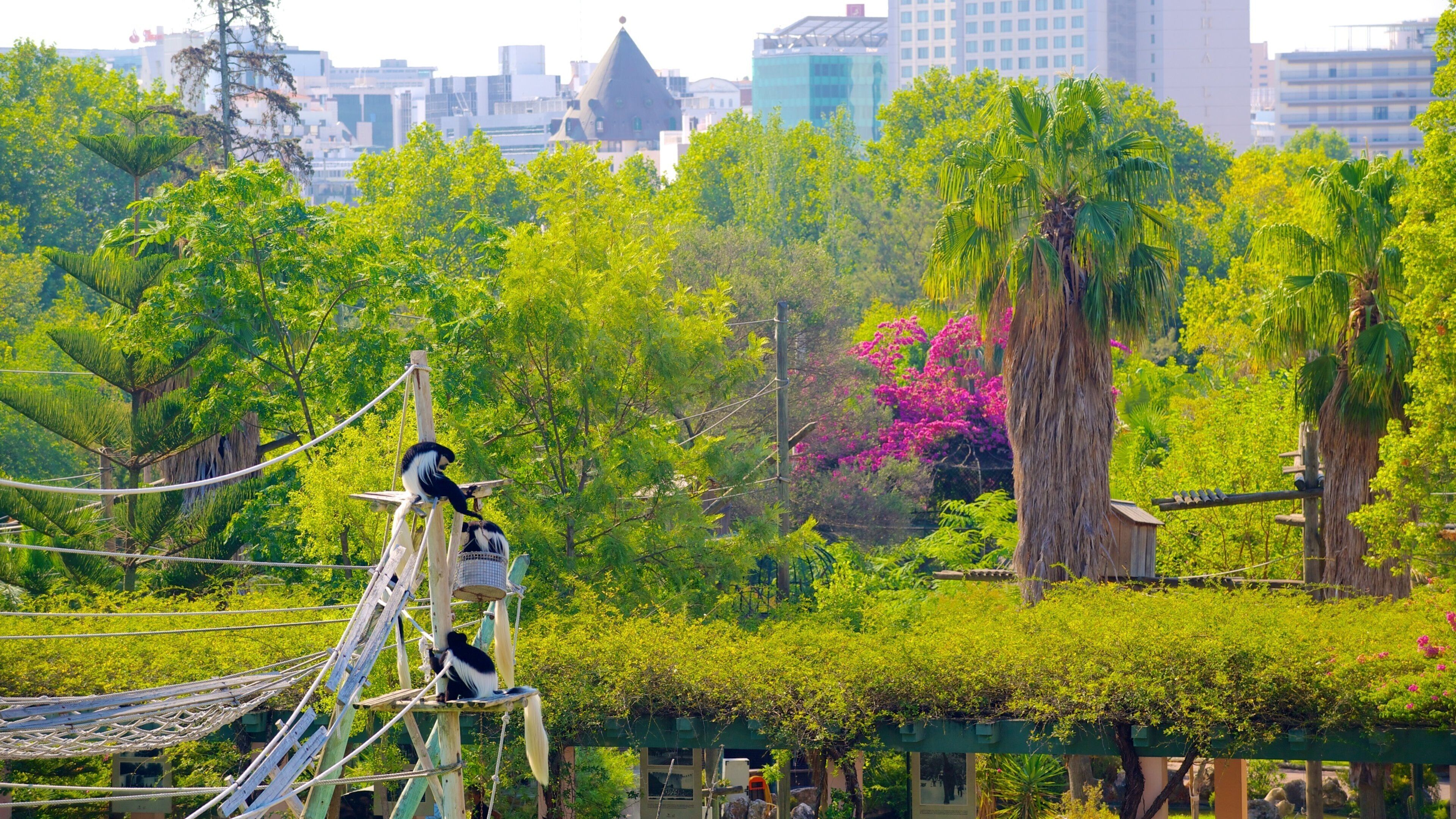 Lisbon Zoo which includes zoo animals