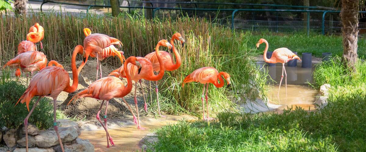 Group of pink flamingos near water