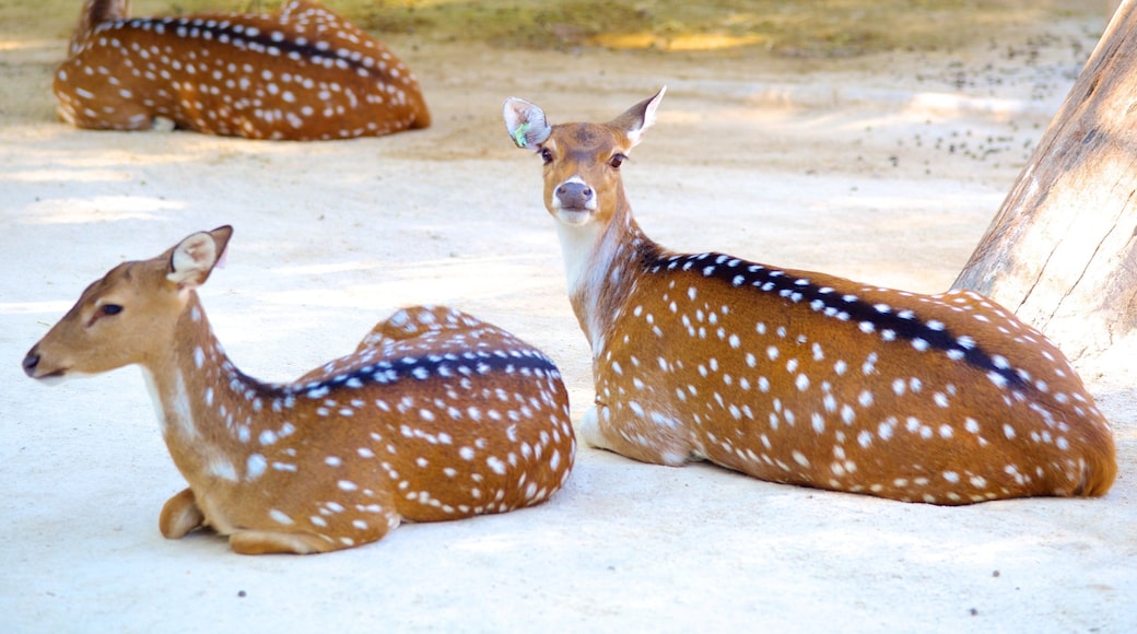 里斯本動物園 设有 動物園的動物 和 陸上動物