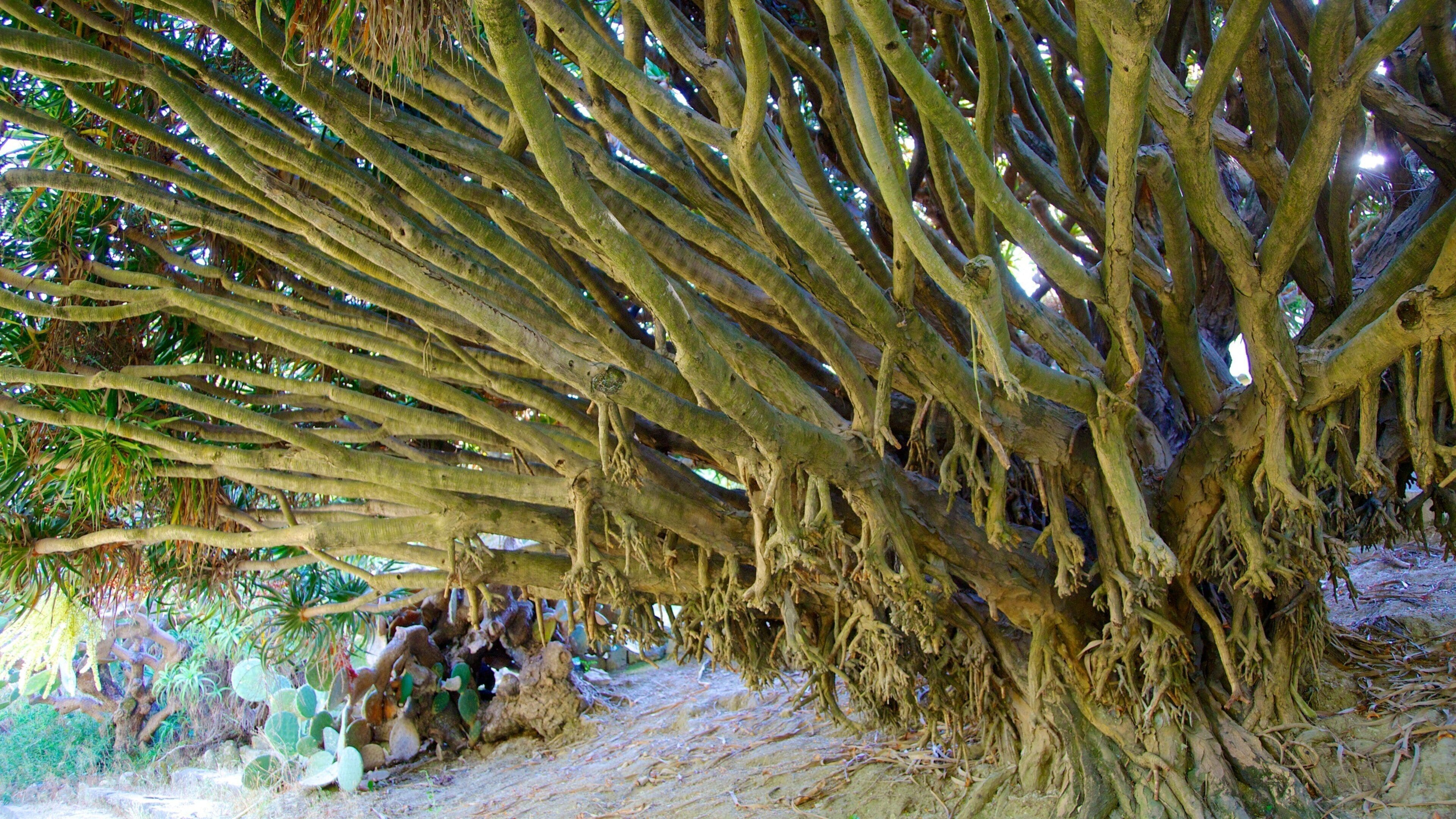 Botanisk hage fasiliteter samt park