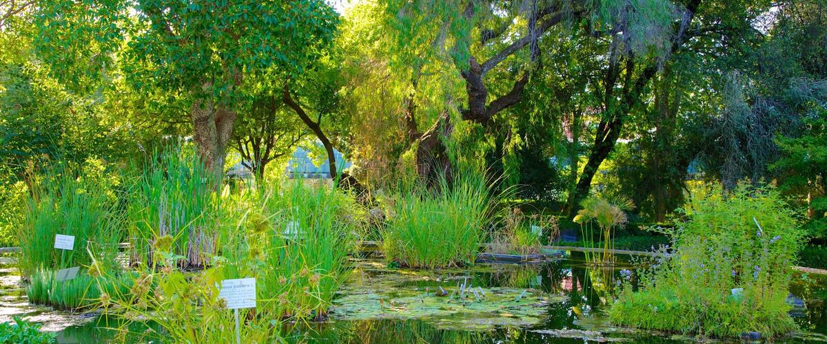 Botanischer Garten mit einem Teich und Park