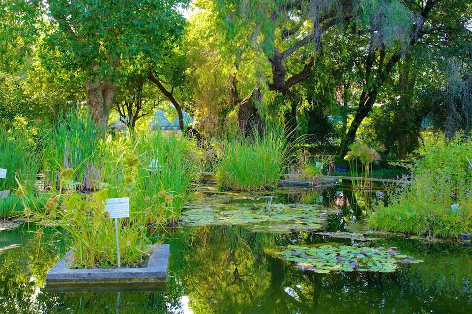 A pond surrounded by lush greenery and trees.