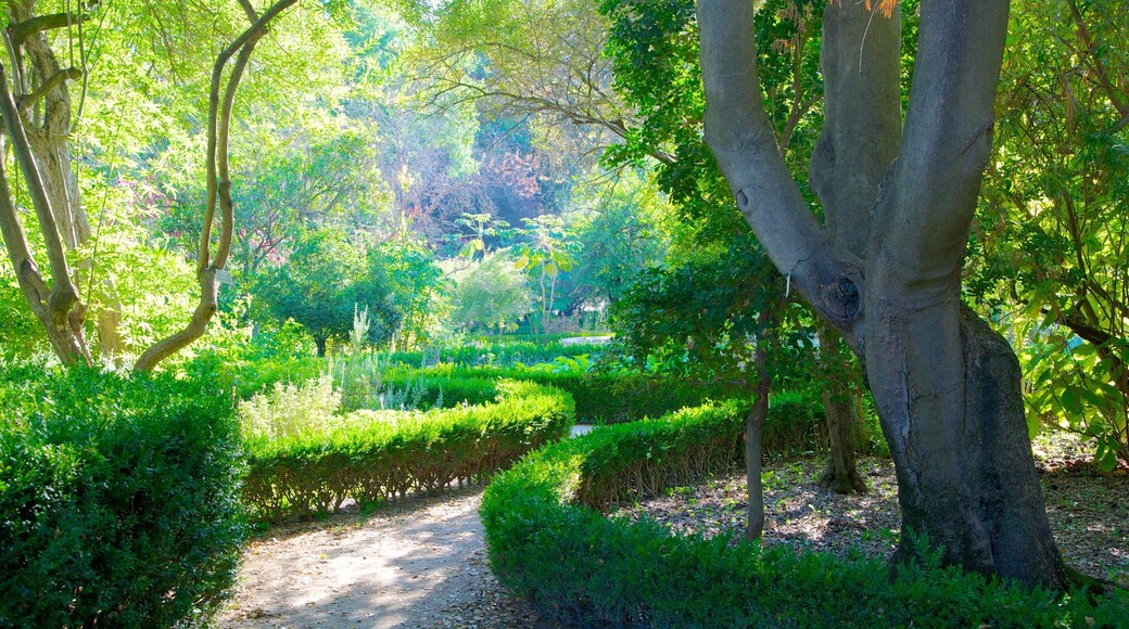 Botanical Garden showing a garden