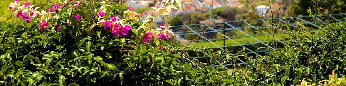 Madeira Island showing a city