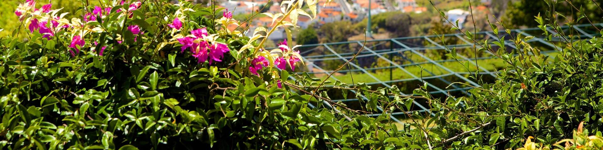 Madeira Island featuring a city