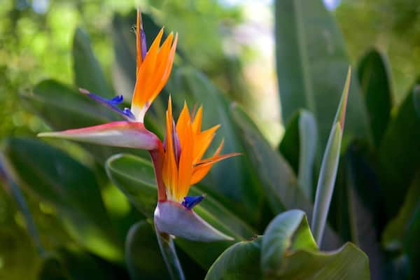 Madeira Botanical Garden which includes flowers