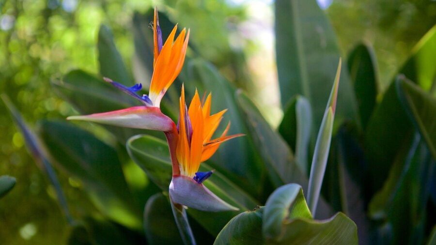 Madeira Botanical Garden which includes flowers