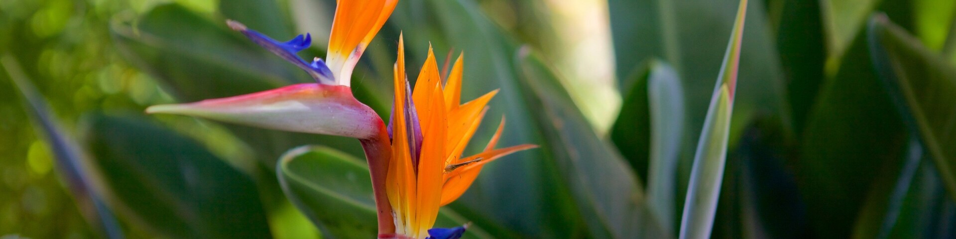 Madeira Botanical Garden which includes flowers