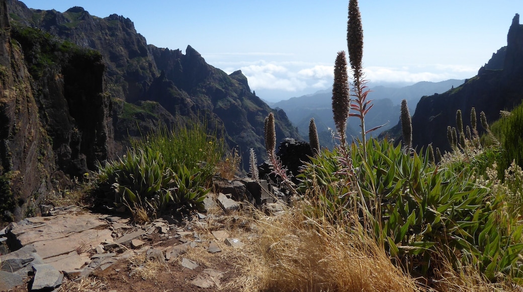 This was taken on my way to the highest peak in Madeira, a beautiful little Portuguese isalnd near the African coast. I met the most friendliest people here on this isalnd. Madeira is so small that you do not need 1 month to go and see everything there is and elderly people speak very good English too !
#madeira #outdoor #nature #hiking