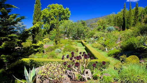 Palheiro Gardens featuring a garden